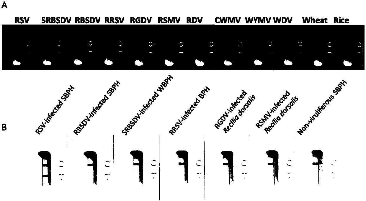 Colloidal gold immunity test strip for rapidly detecting rice stripe virus (RSV) and preparation method