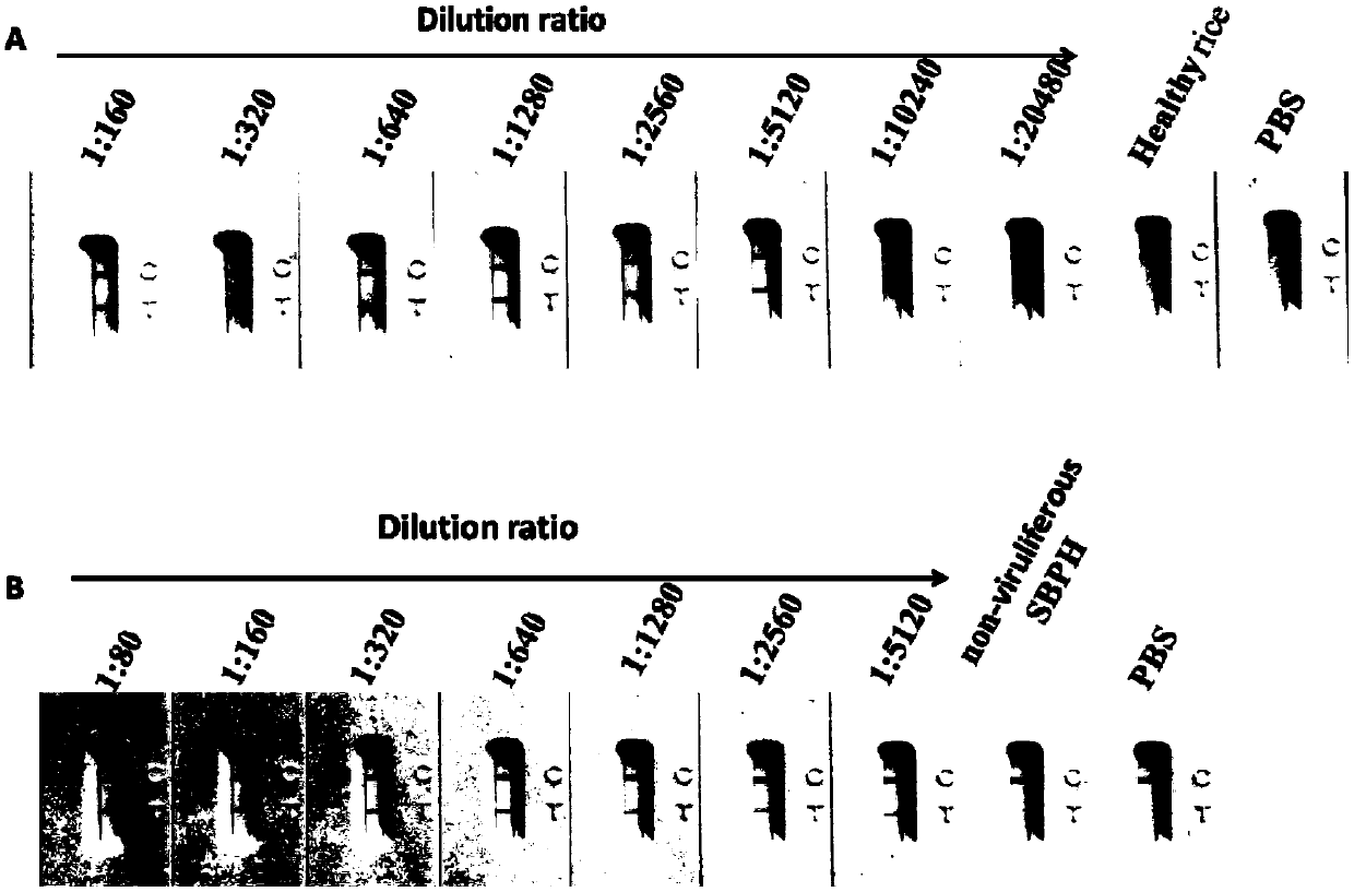 Colloidal gold immunity test strip for rapidly detecting rice stripe virus (RSV) and preparation method