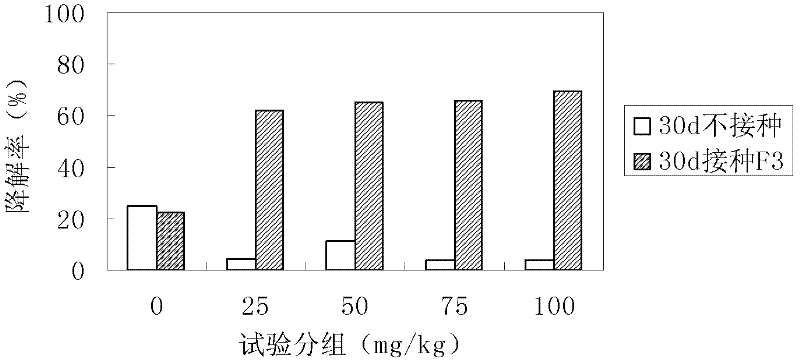 Fungus for degrading phthalate ester and application thereof