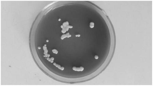 Table grape distilled wine Saccharomyces cerevisiae and its application