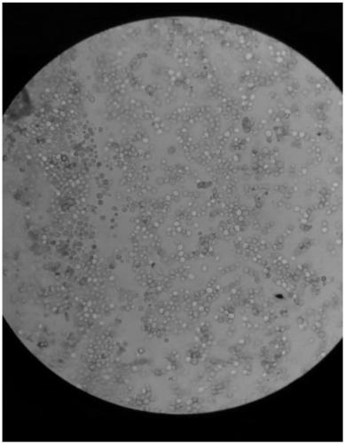 Table grape distilled wine Saccharomyces cerevisiae and its application