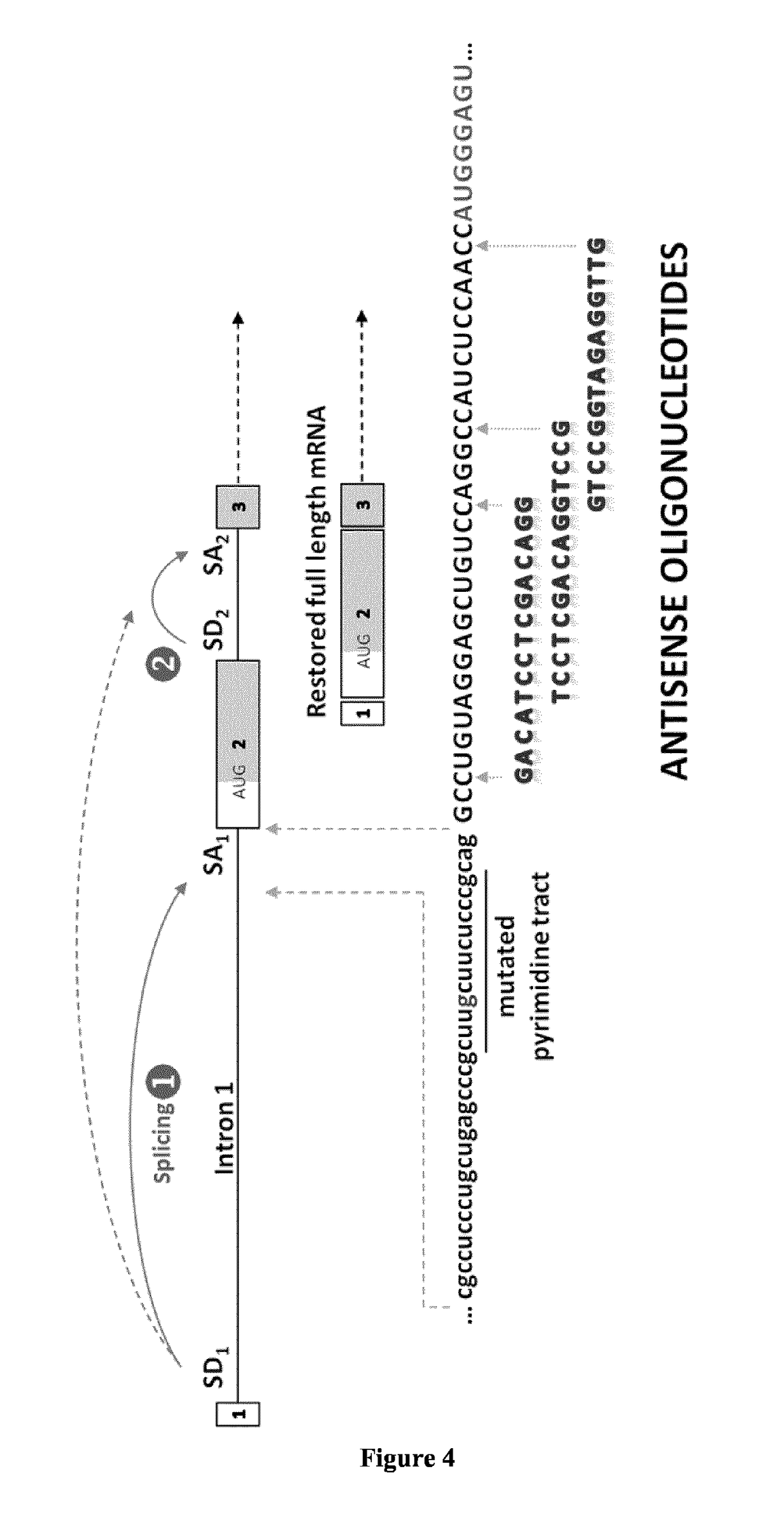 Nucleic acids and methods for the treatment of Pompe disease