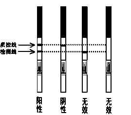 Test strip for quickly detecting cucumber green mottle mosaic virus (CGMMV)