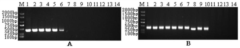 Nested PCR kit and method for detecting double-RNA viruses of micropterus salmoides