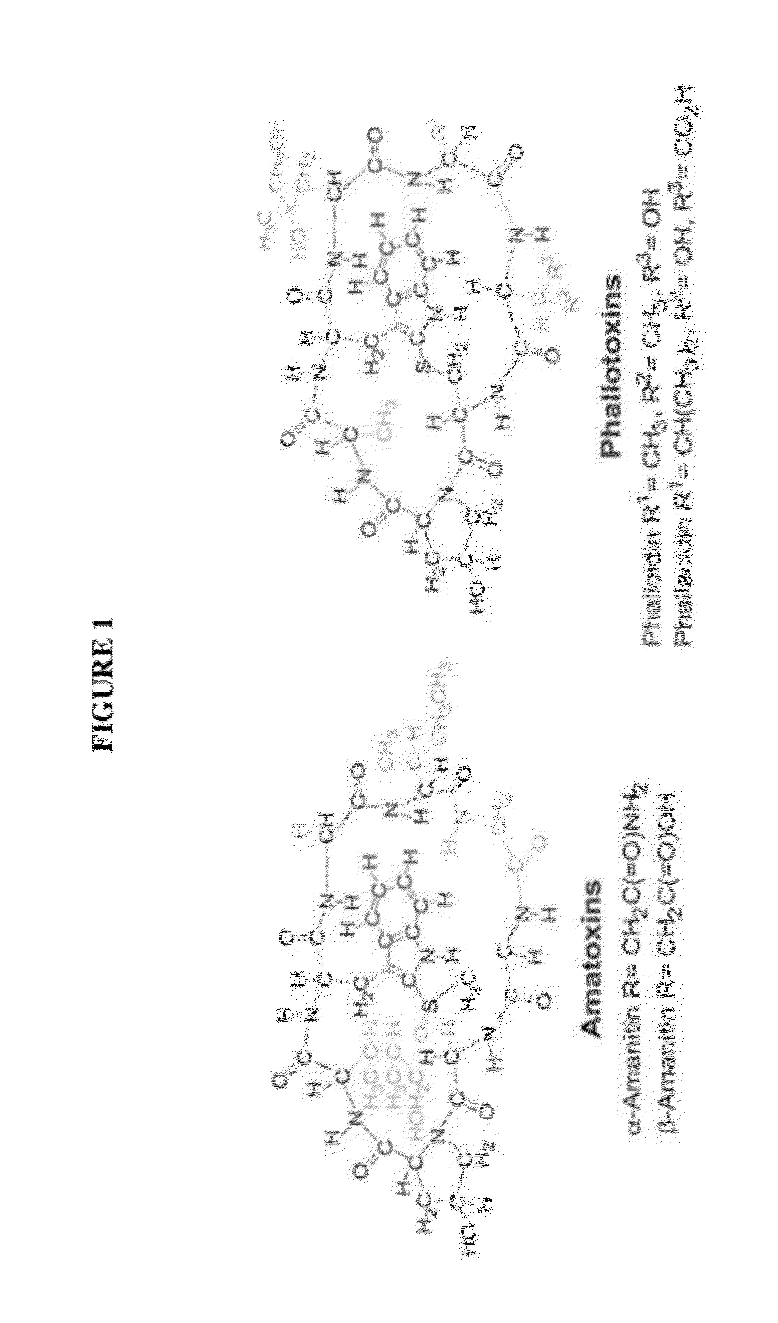 Use Of Galerina Marginata Genes And Proteins For Peptide Production