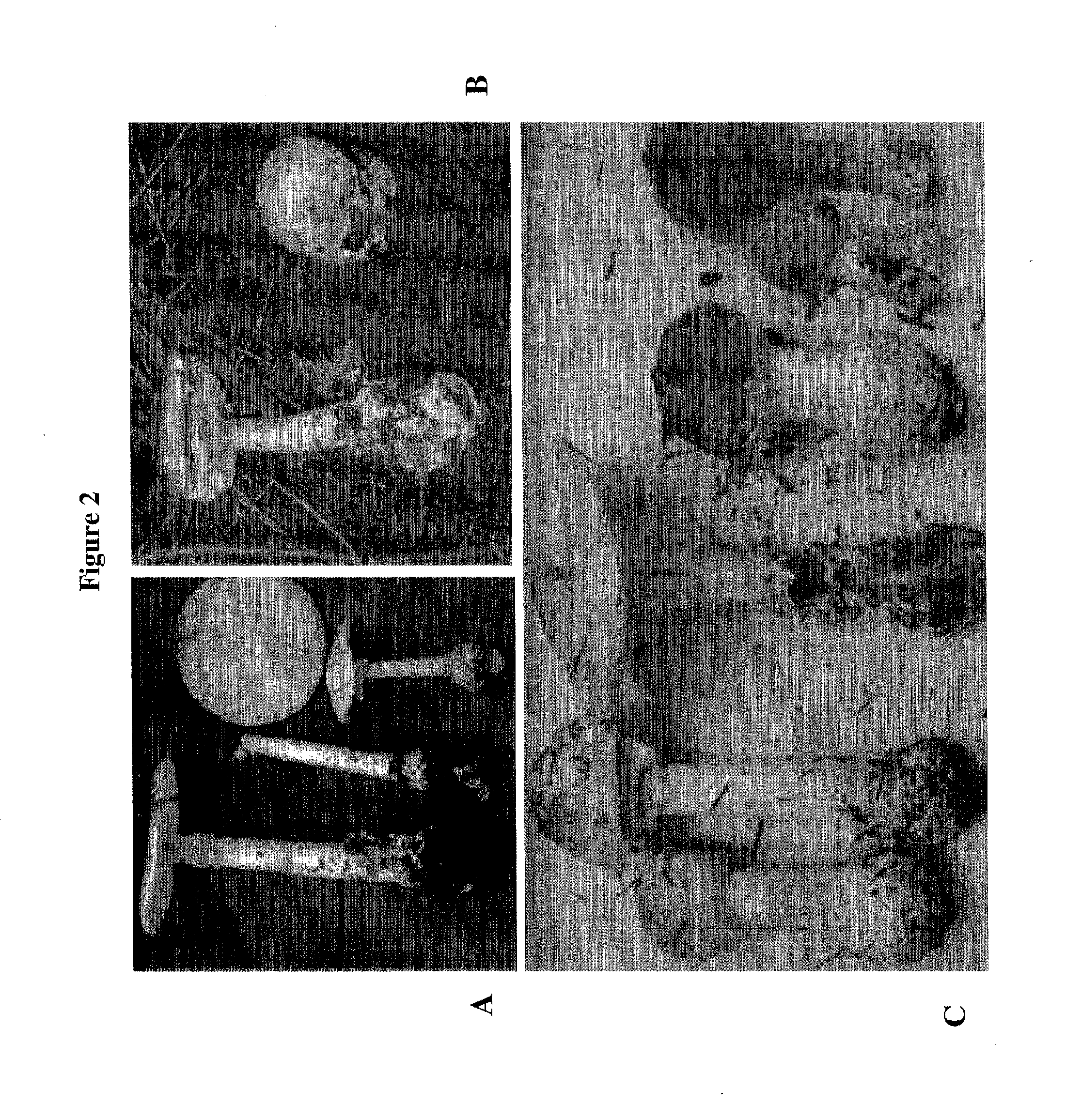 Use Of Galerina Marginata Genes And Proteins For Peptide Production