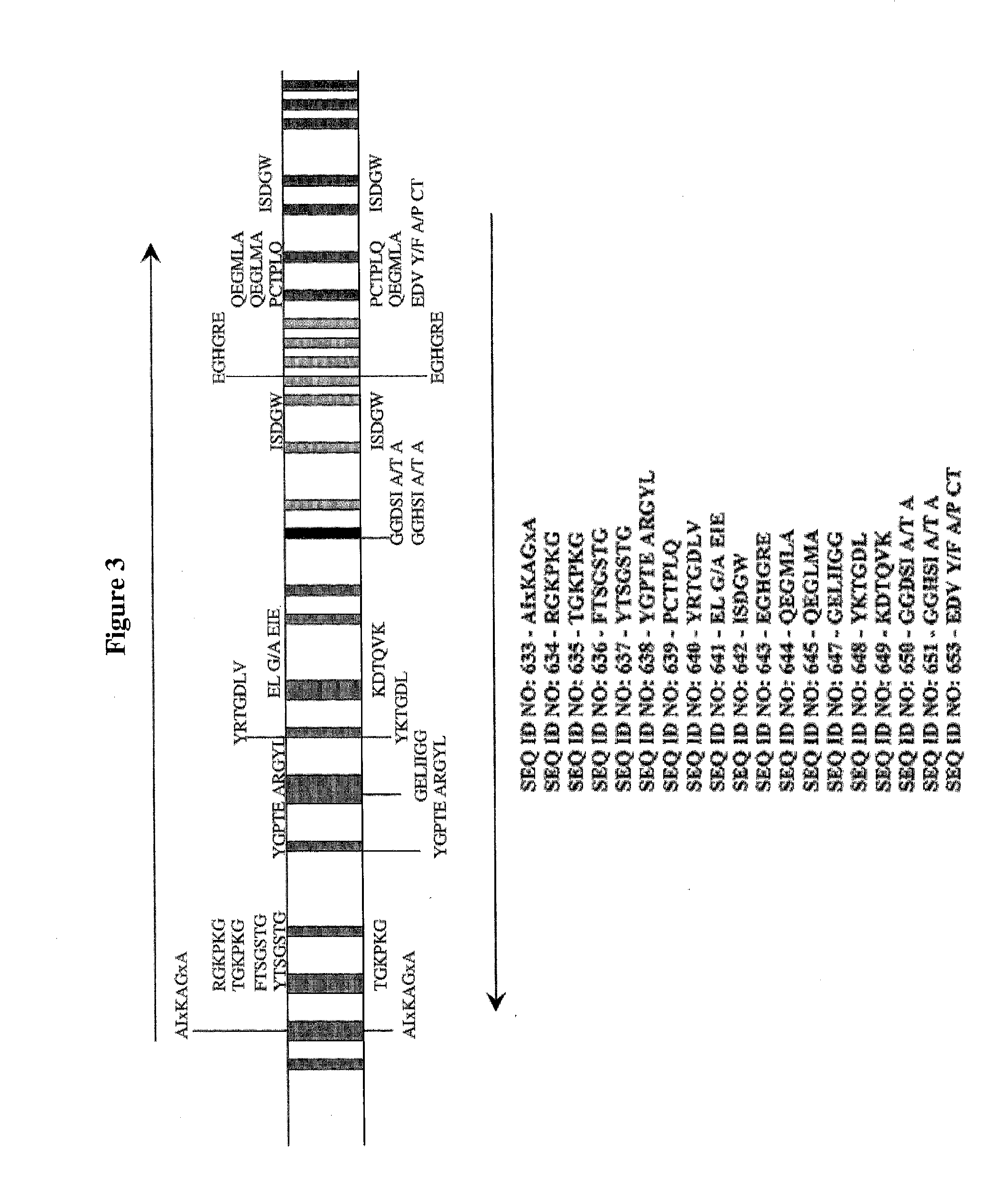 Use Of Galerina Marginata Genes And Proteins For Peptide Production