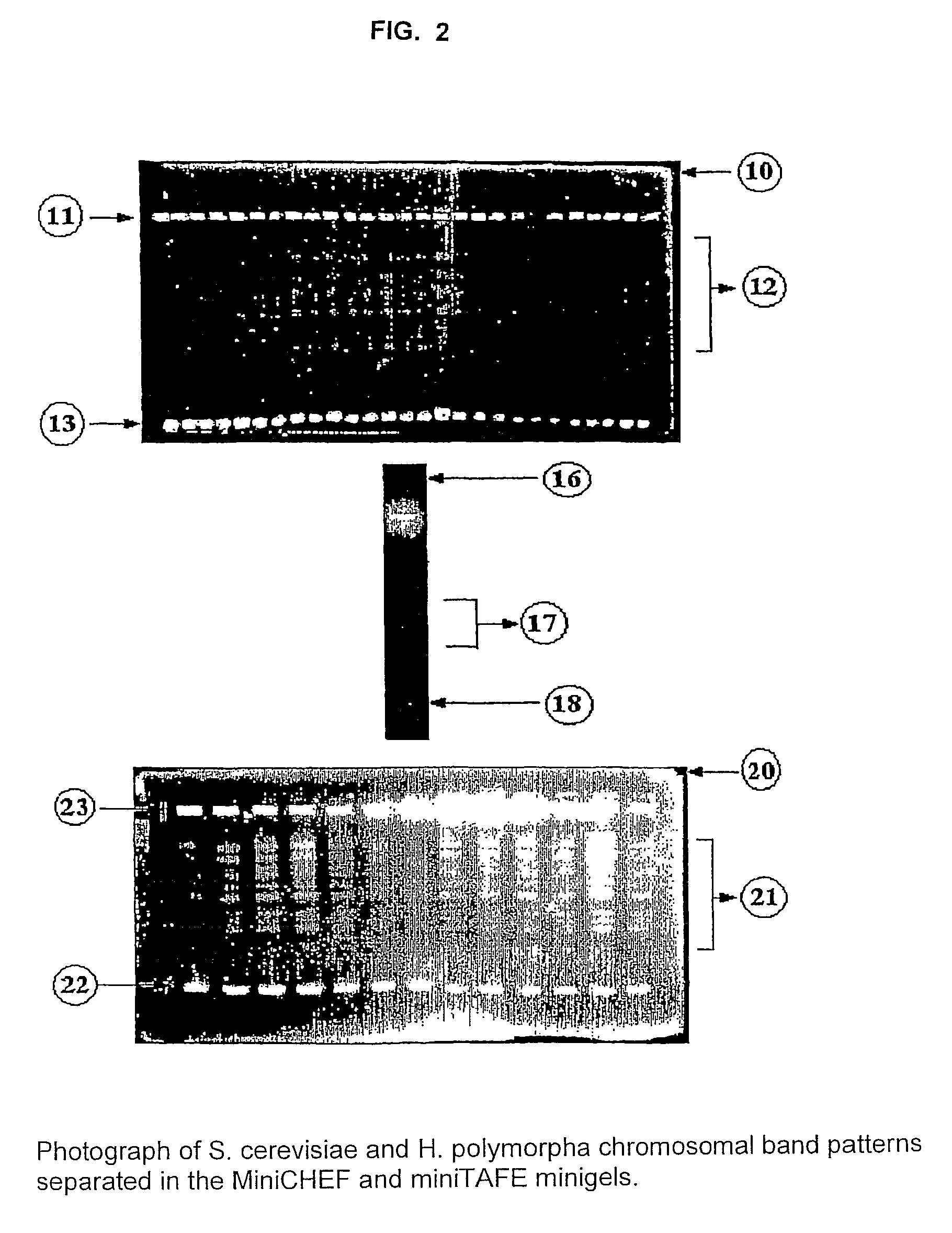 Method for rapid typification of microorganisms and set of reagents used