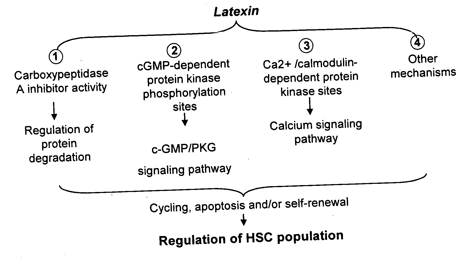 Ex vivo and in vivo methods and related compositions for generating hematopoietic stem cell populations