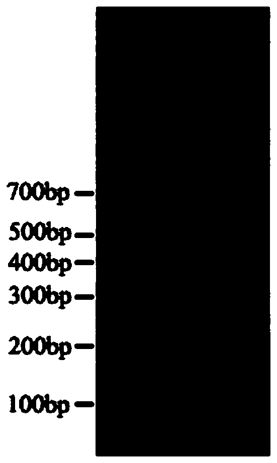 Rapid construction method of genome DNA sequencing library, and matched kit