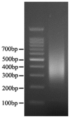 Rapid construction method of genome DNA sequencing library, and matched kit