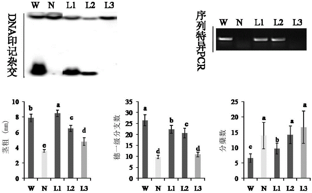 Gene for regulating plant types and yield of plants and application of gene