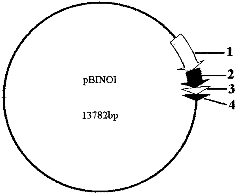 An expression vector containing human insulin gene and its construction method and application