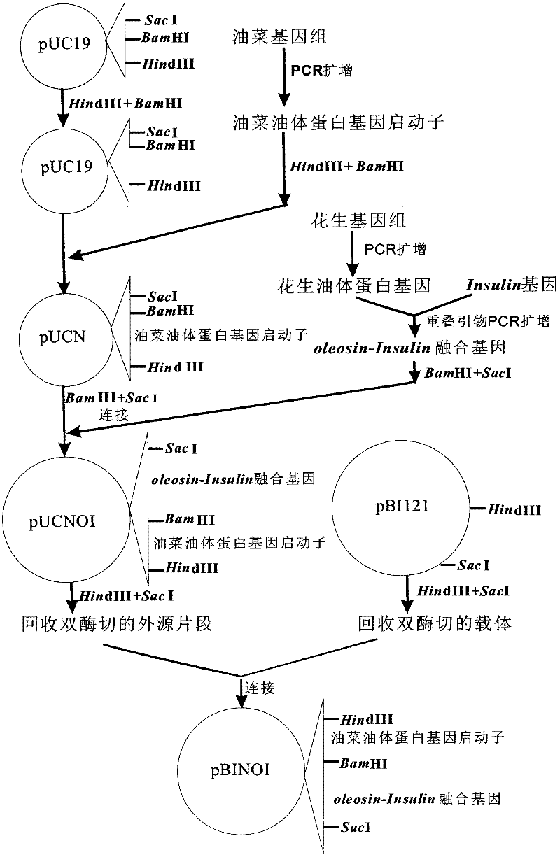 An expression vector containing human insulin gene and its construction method and application