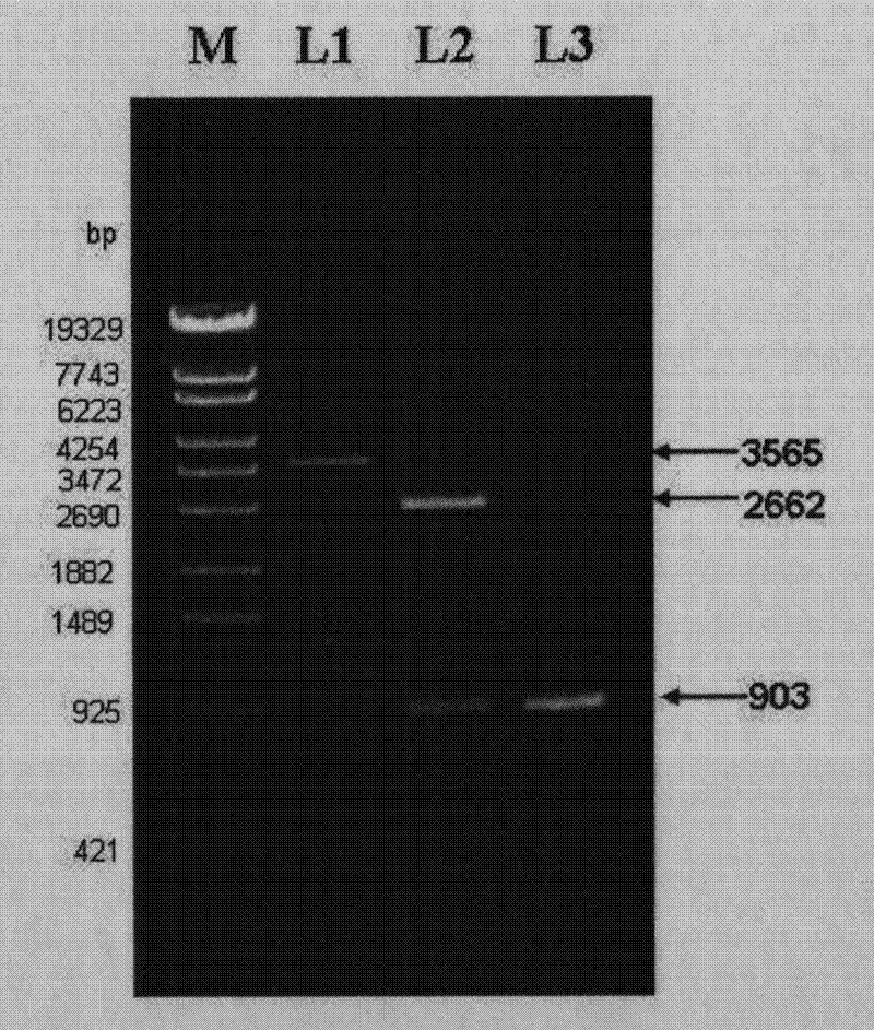 An expression vector containing human insulin gene and its construction method and application