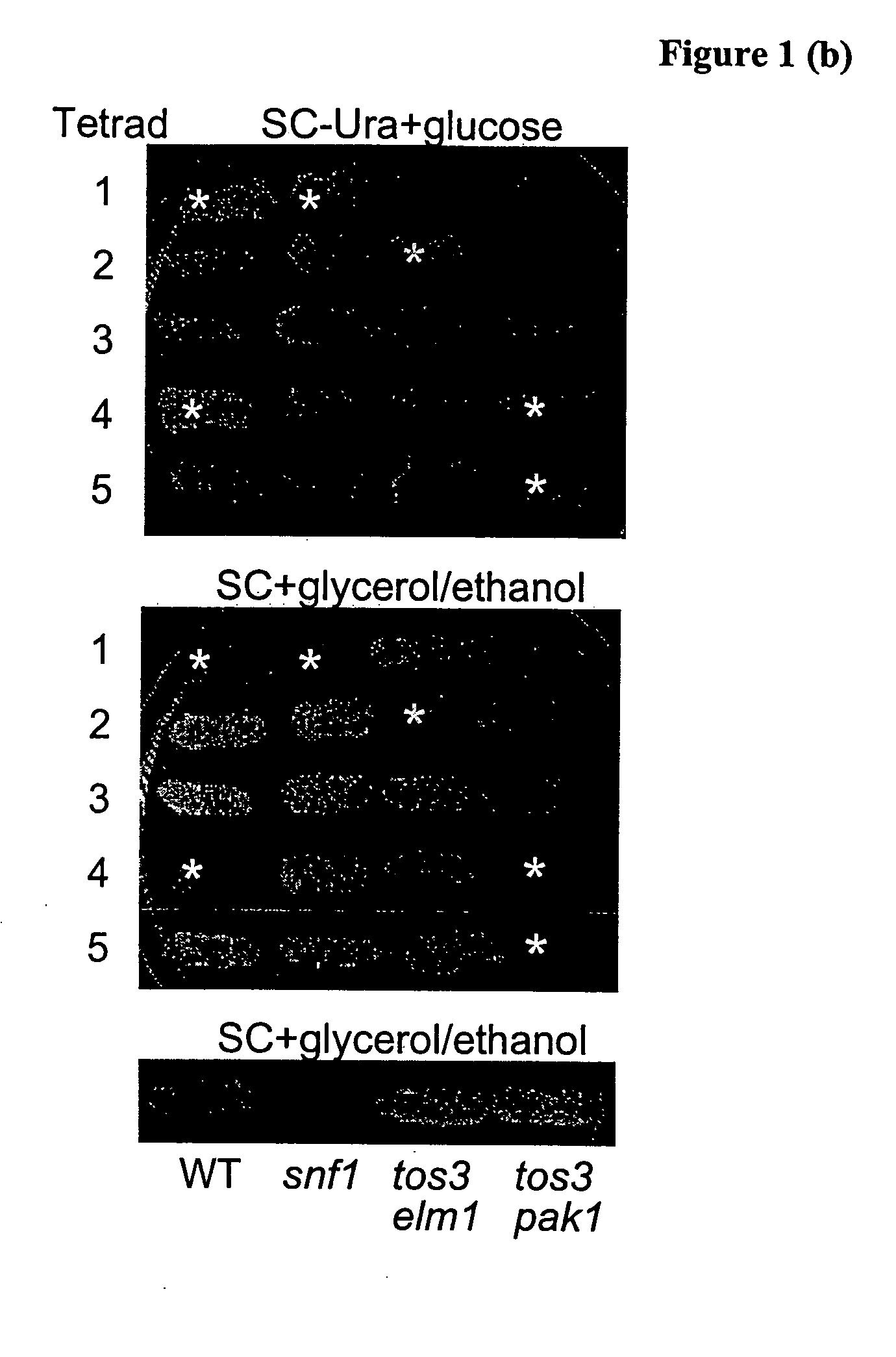 Methods of monitoring and modulating LKB1 activity and its downstream targets