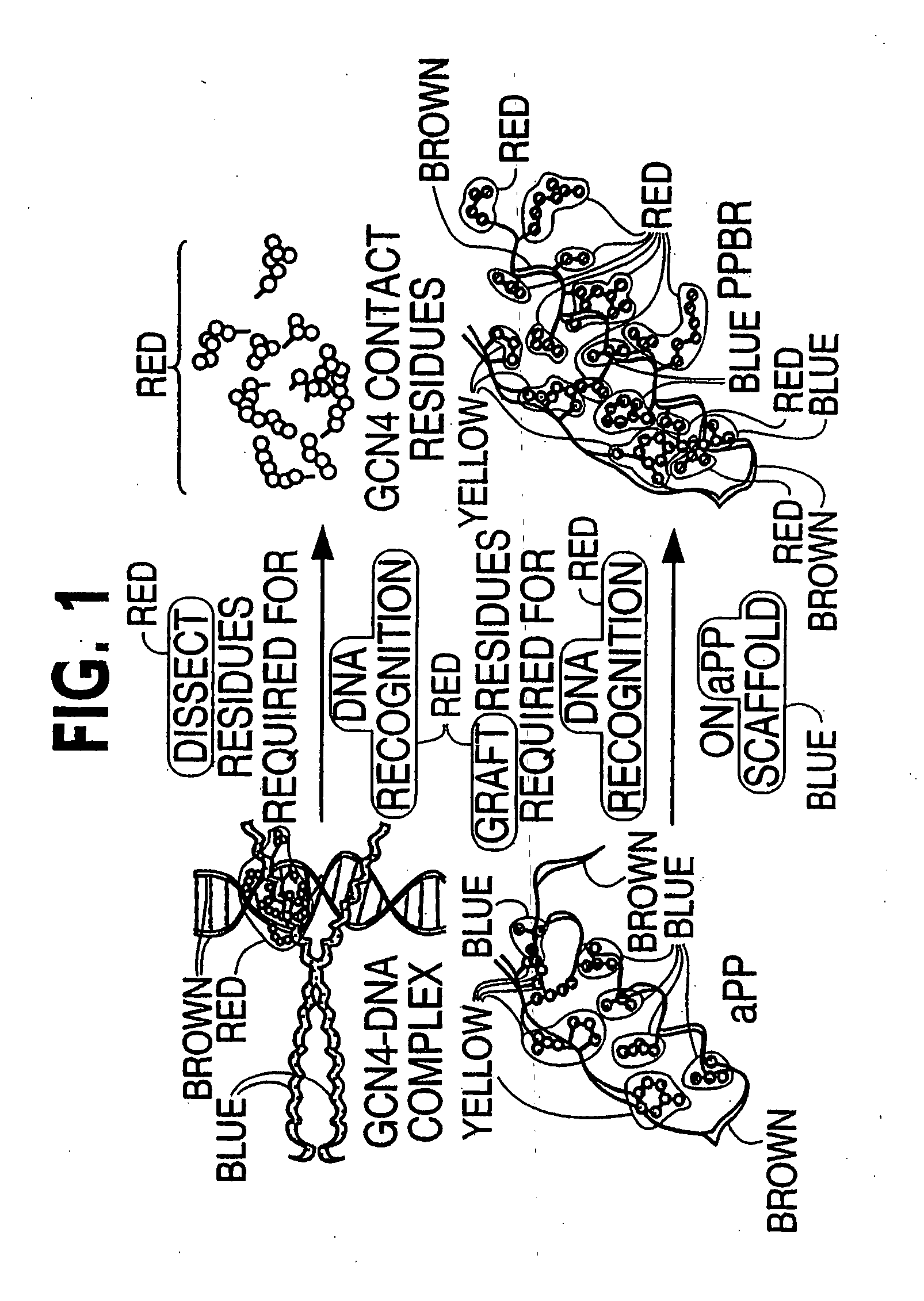 DNA & protein binding miniature proteins