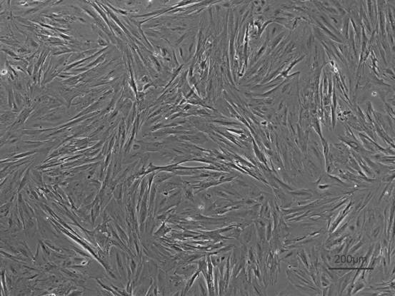 In vitro culture method for scatophagus argus kidney cells