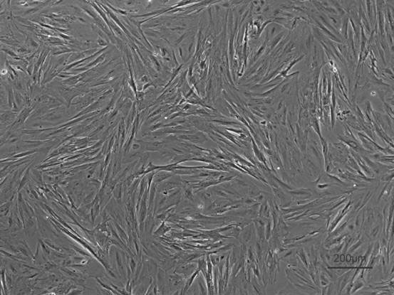 In vitro culture method for scatophagus argus kidney cells