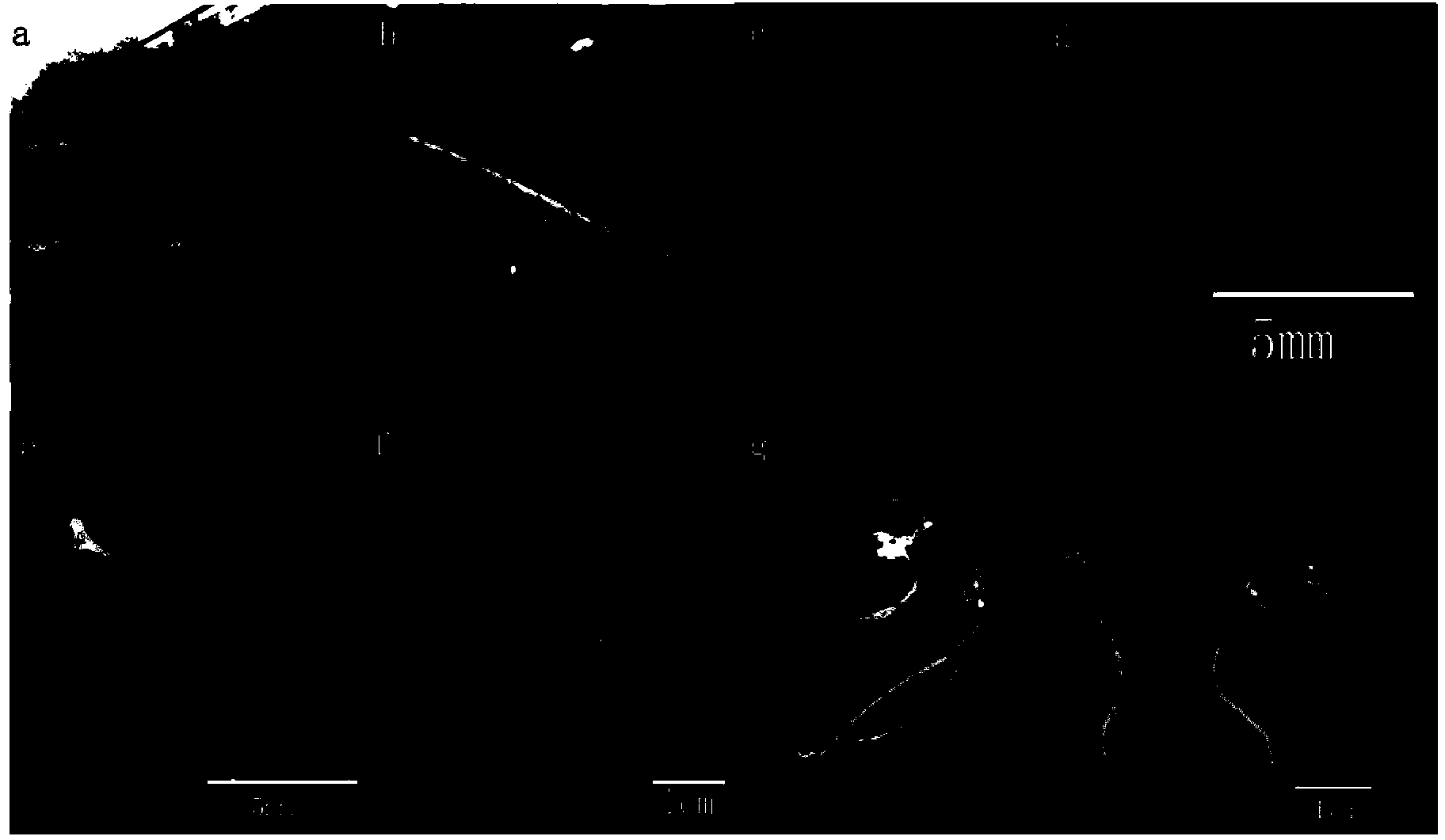 Method for Regenerating Plants from Somatic Embryos of Osmanthus fragrans