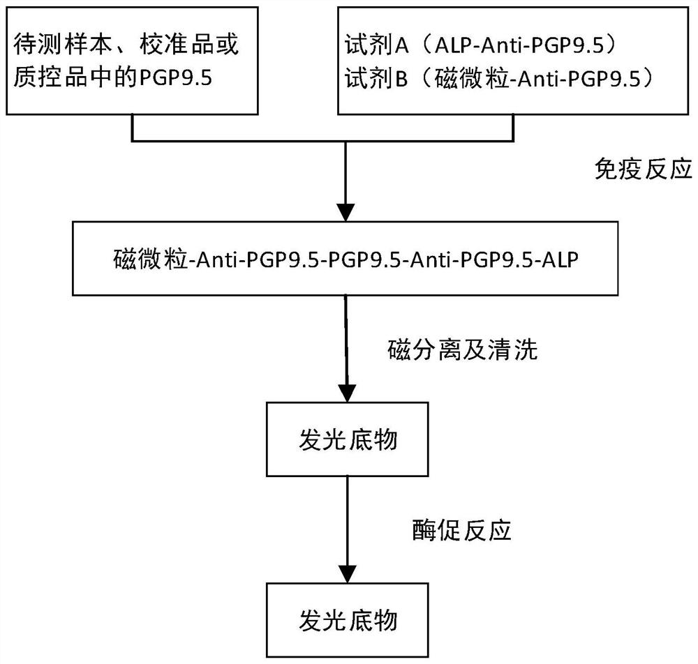 Kit for quantitatively detecting UCHL-1, and application thereof