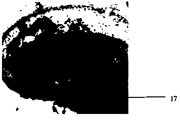 Method for simply researching root aphids