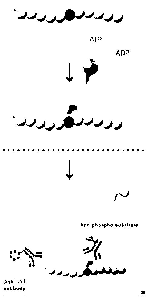 Compound with MEK (Mitogen-activated and Extracellular signal-regulated Kinase) inhibiting function as well as preparation method and application of compound