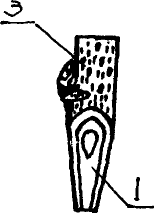 Core branch scion two-surface grafting method of growth period stopped mulberry