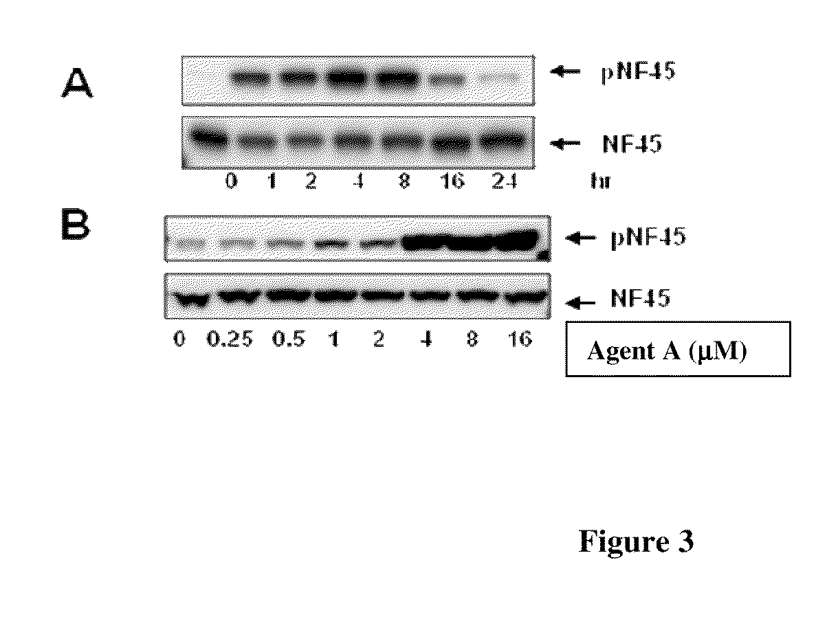 Phosphorylated NF45 Biomarkers, Antibodies And Methods Of Using Same