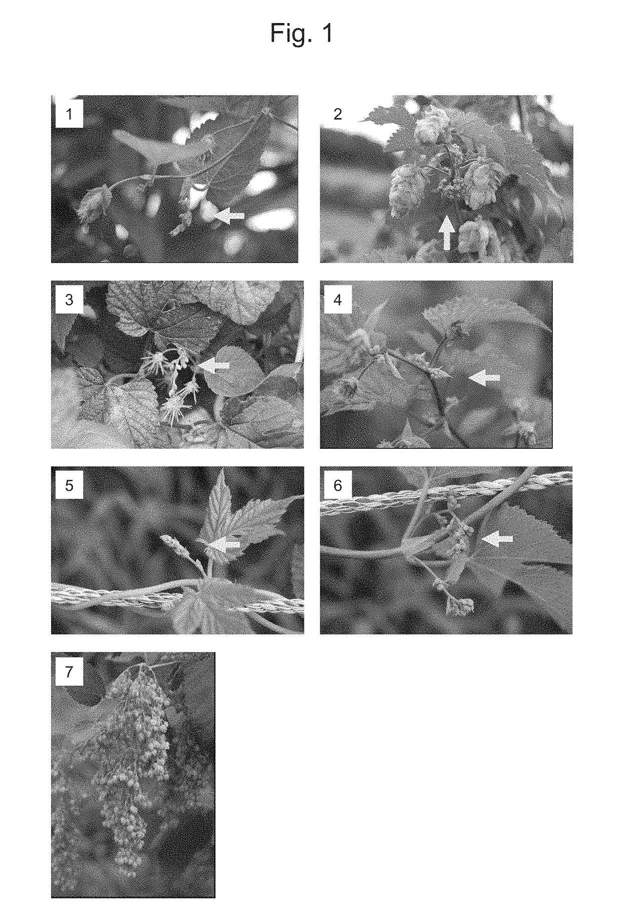 Method for controlling sexuality of hop