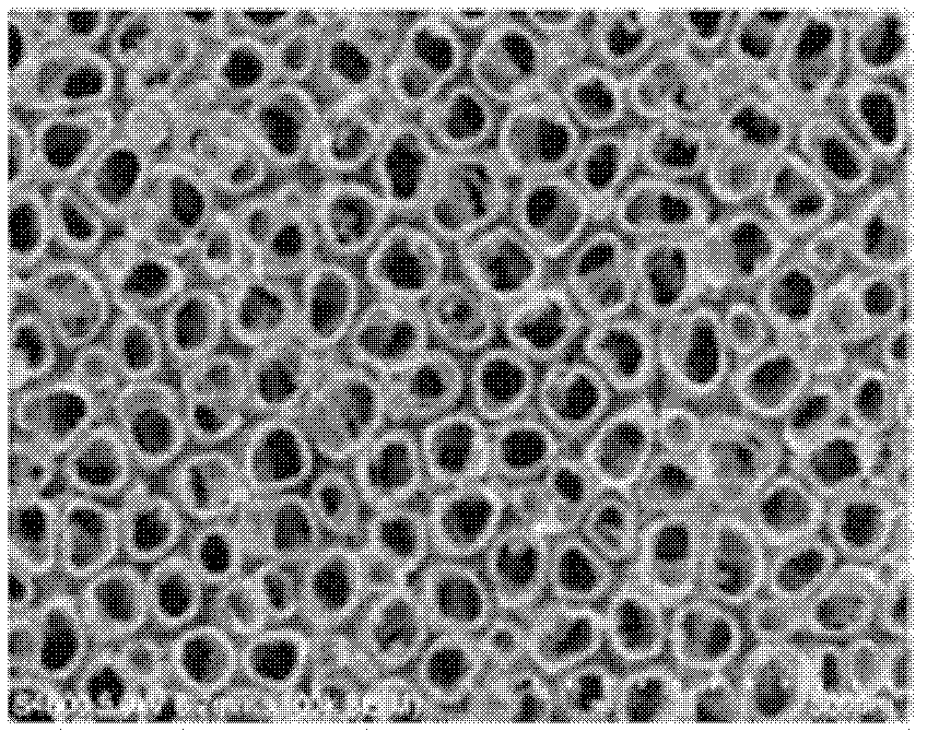 Dye sensitized solar cell photoanode, cell and manufacturing method of photoanode