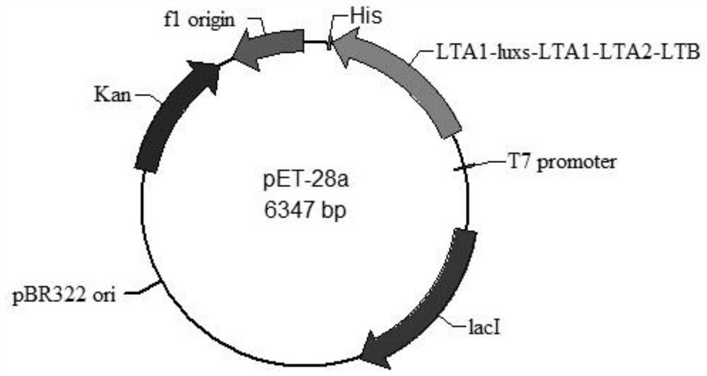 Fermentation and purification process of helicobacter pylori LuxS hexamer recombinant protein