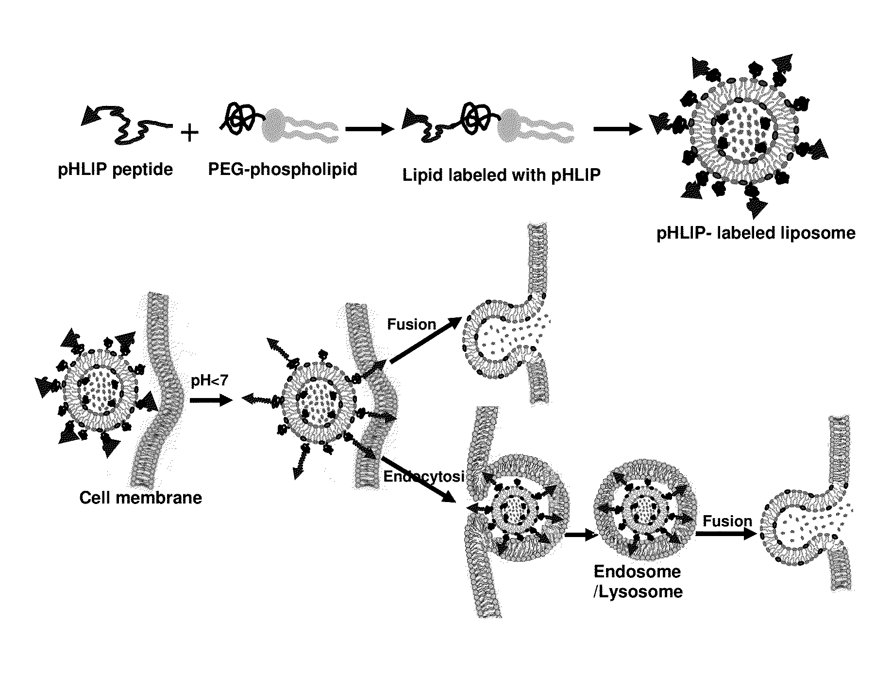 Liposome Structures And Methods of Use Thereof