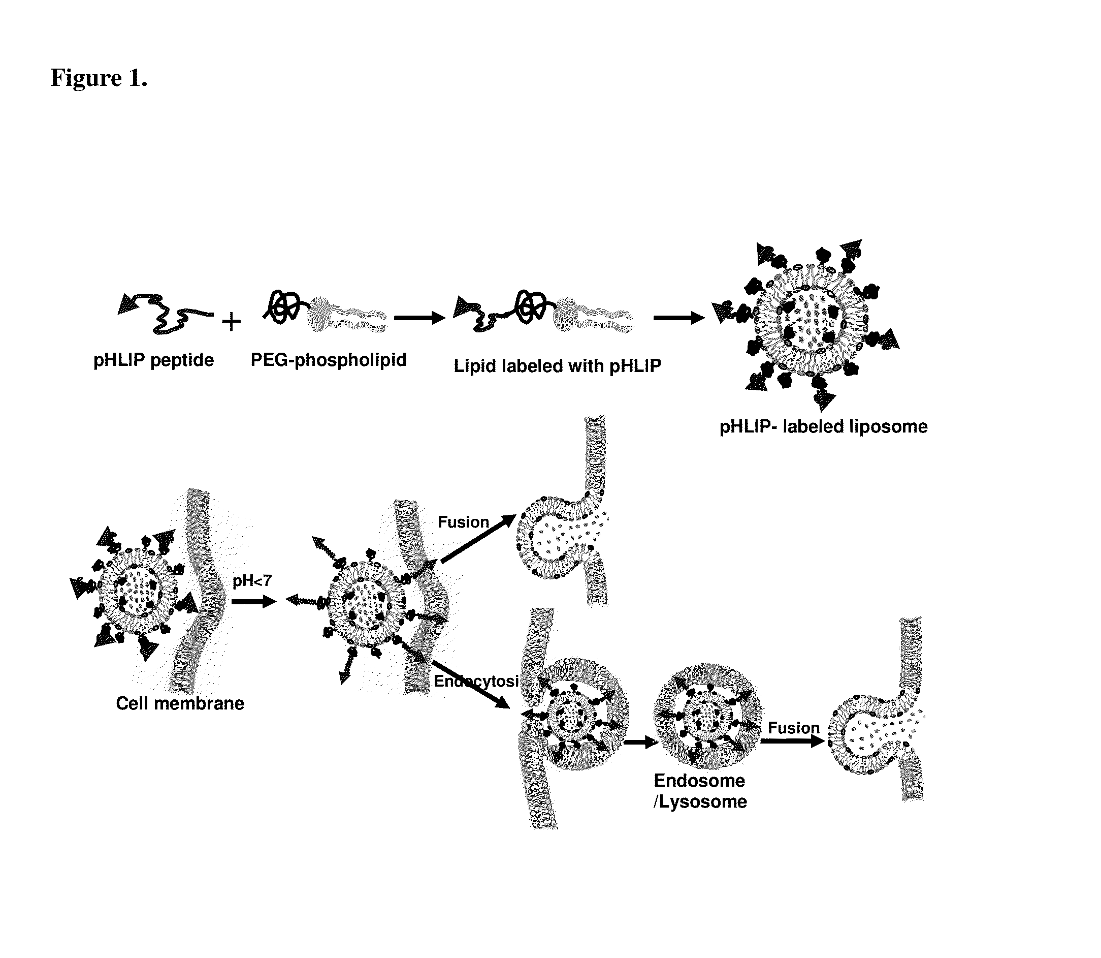 Liposome Structures And Methods of Use Thereof