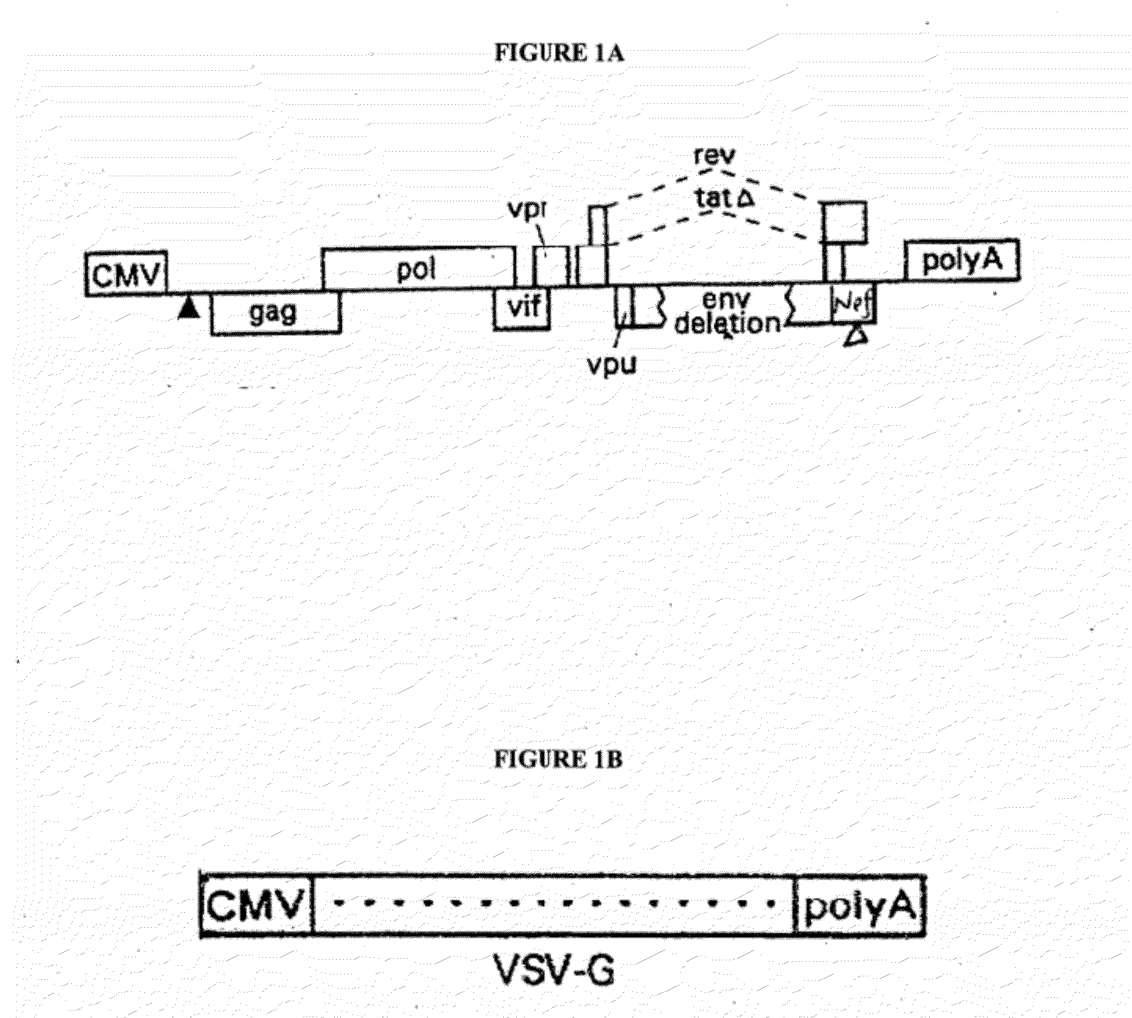 Safe lentiviral vectors for targeted delivery of multiple therapeutic molecules