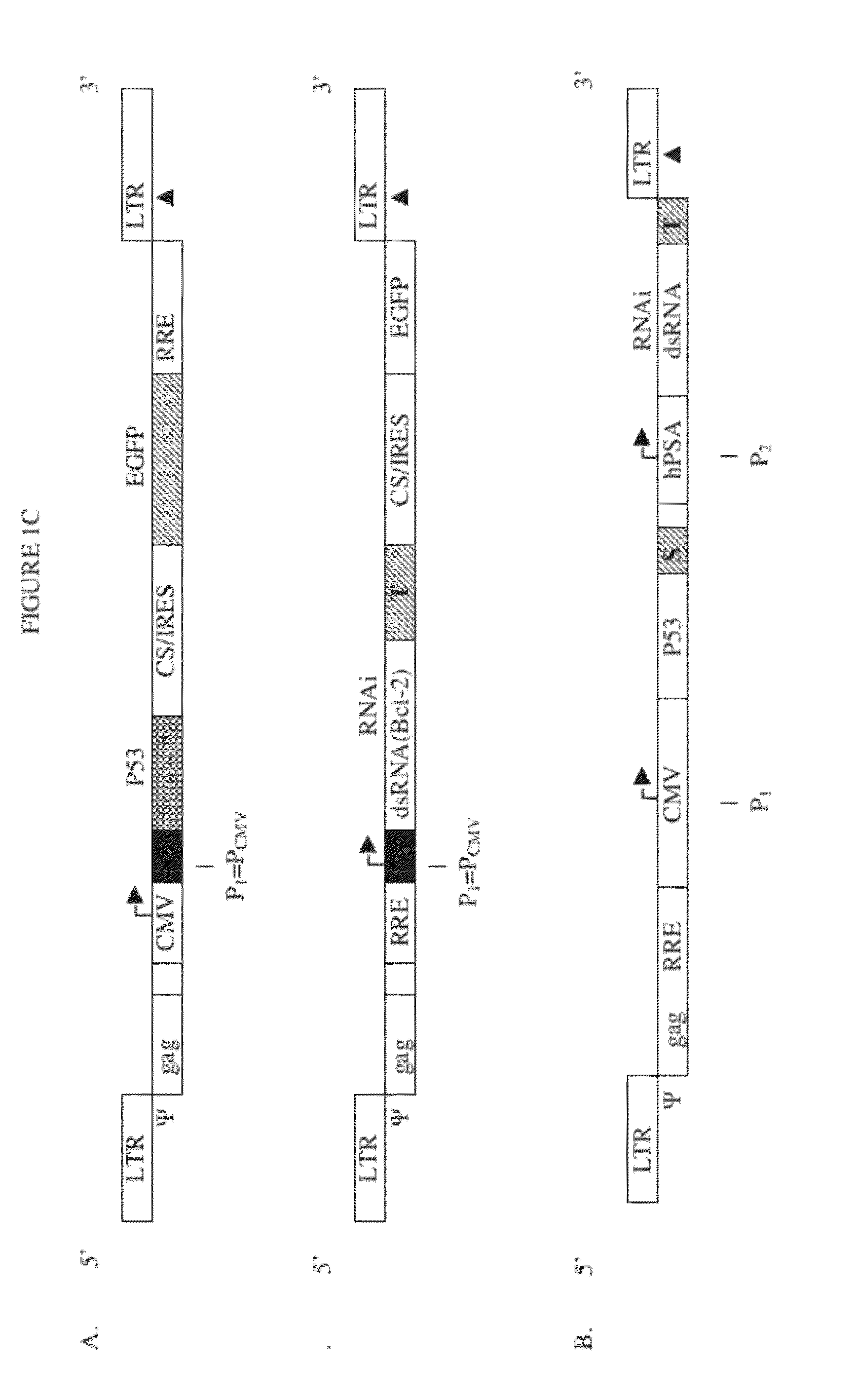 Safe lentiviral vectors for targeted delivery of multiple therapeutic molecules