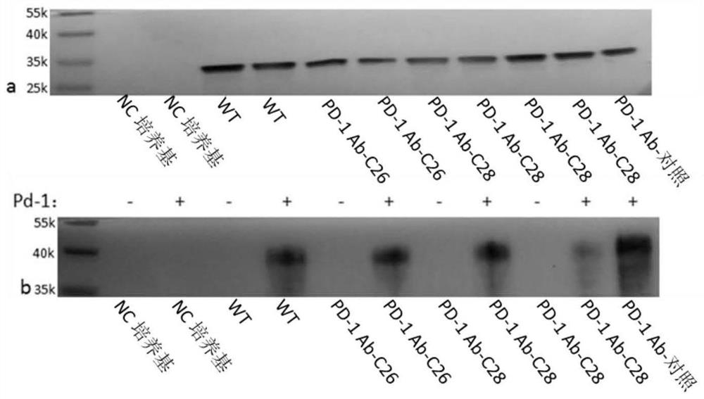 Conjugates of biomolecule and use thereof