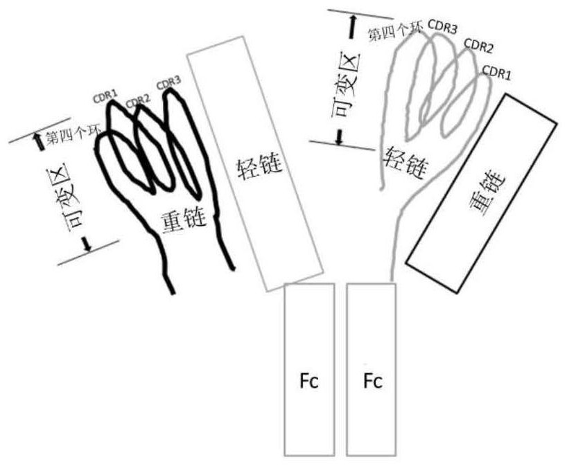 Conjugates of biomolecule and use thereof