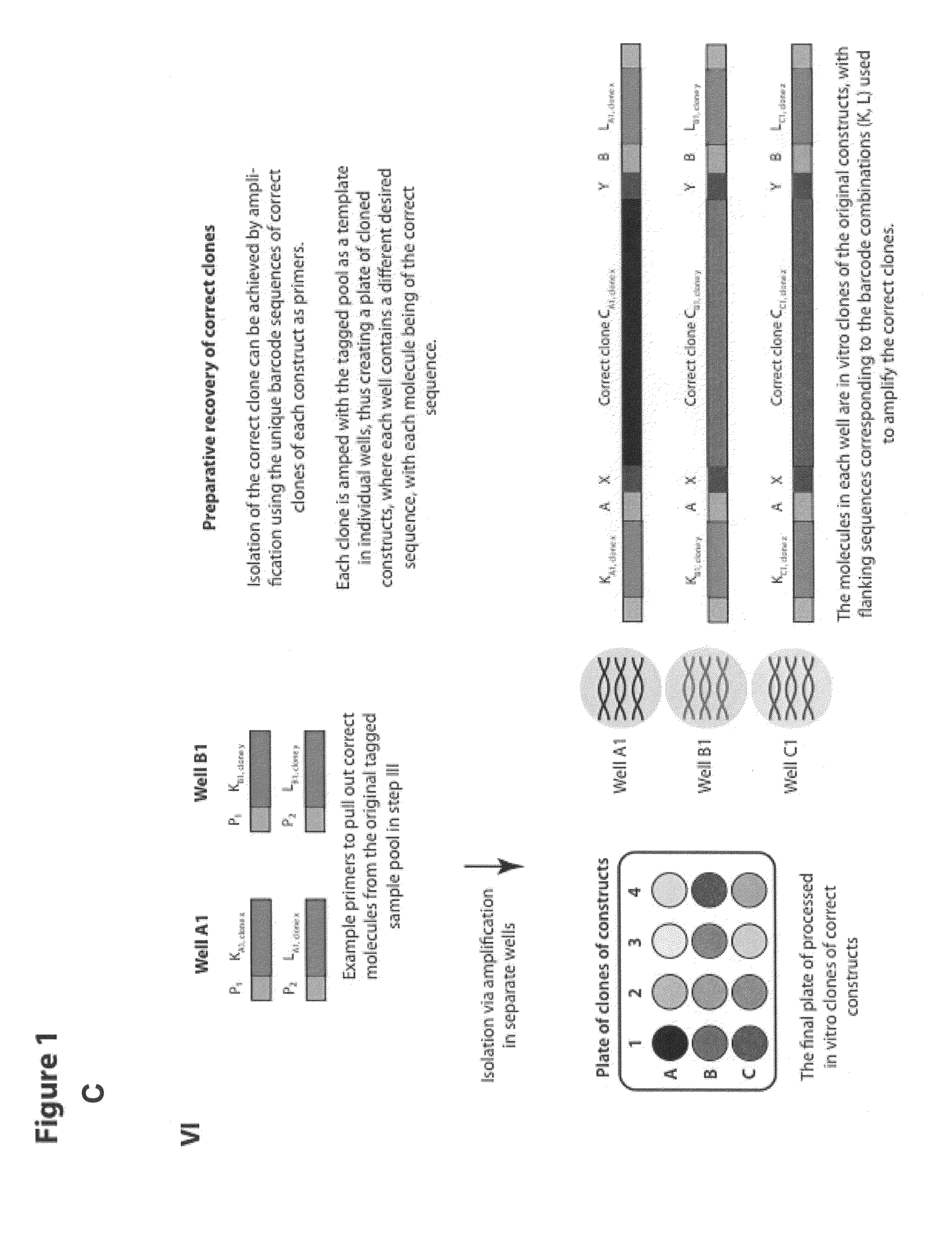 Methods for sorting nucleic acids and multiplexed preparative in vitro cloning