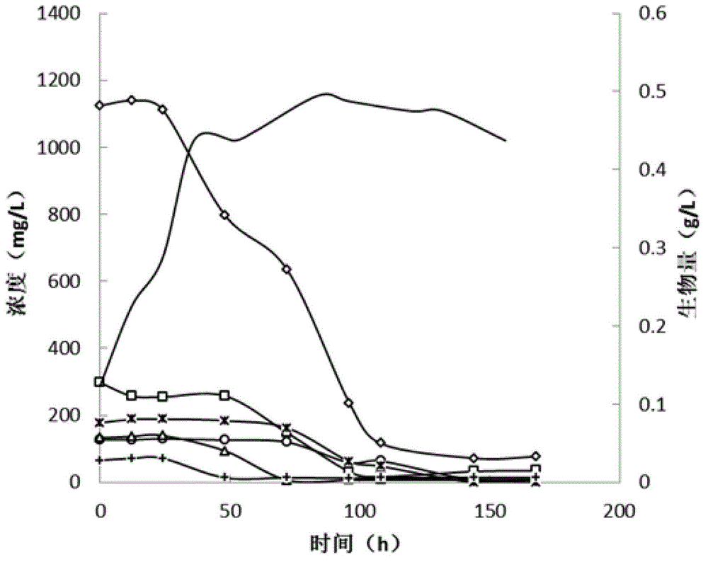 Method for culturing chlorella by heterotrophism with sludge hydrolysate