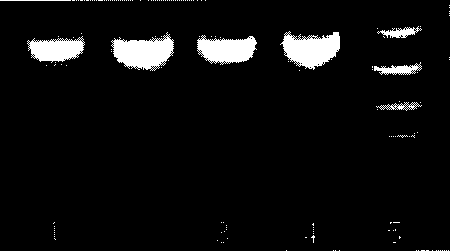 Expression system for producing recombination tryptophanase and preparation method and application of recombination tryptophanase