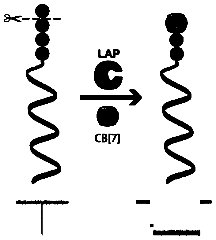 Method for detecting enzymatic activity concentration through combined use of subject and object probes and nanopore technique