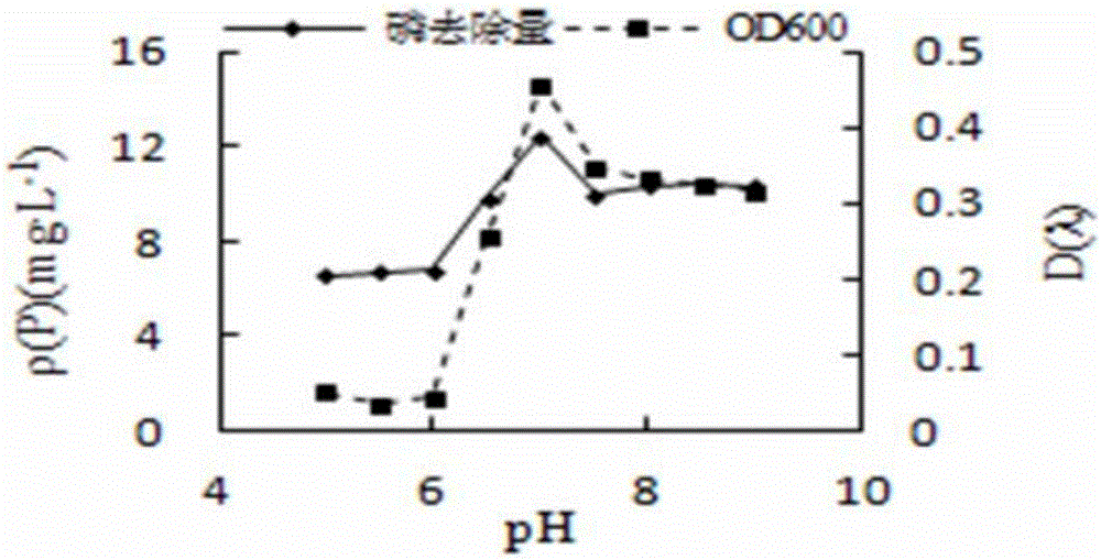 Aeromonas sobria AP06 strain with phosphor gathering effect and application thereof