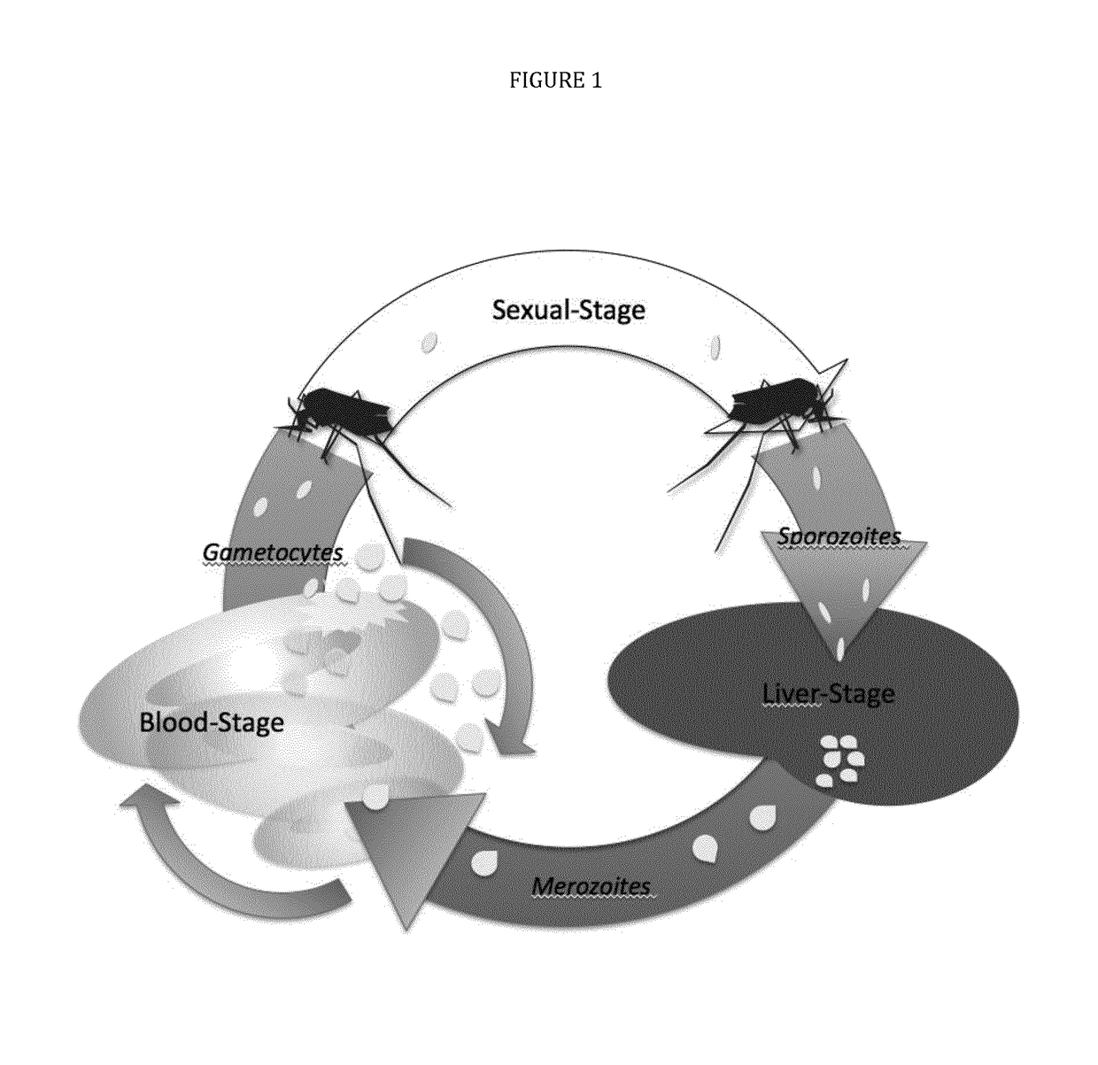 Multi-component-multistage malaria vaccines