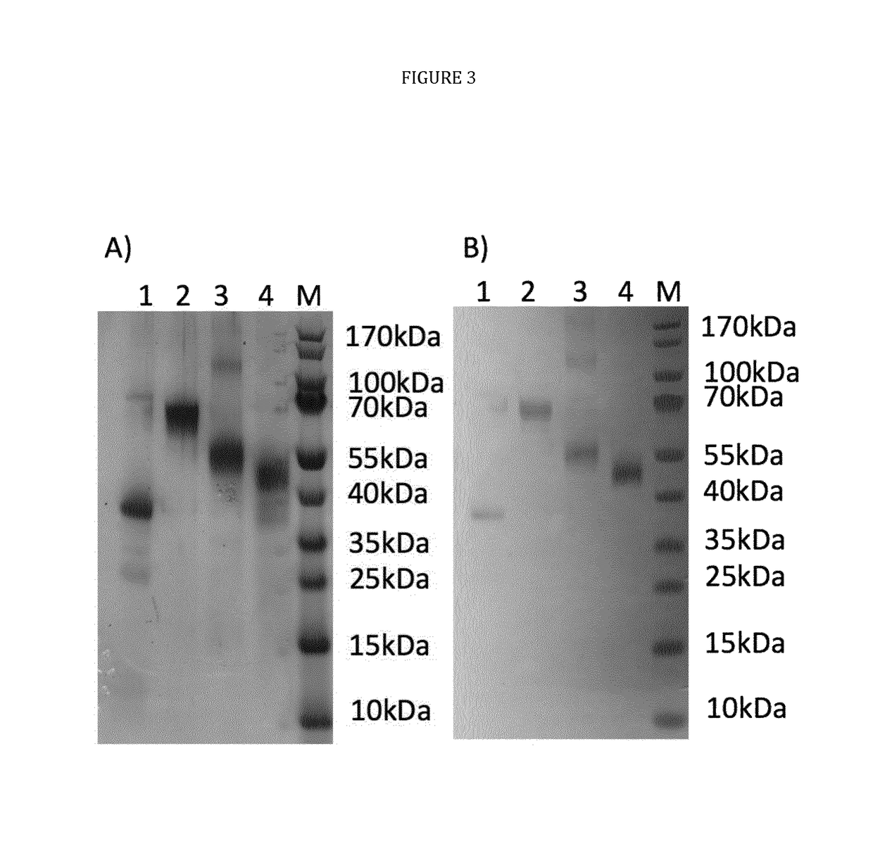 Multi-component-multistage malaria vaccines