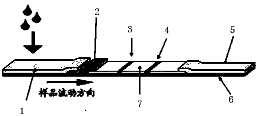 Mycoplasma bovis detection test strip and preparation method thereof