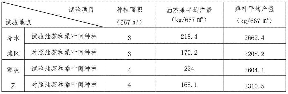 Interplanting method for tea-oil trees and mulberry leaves