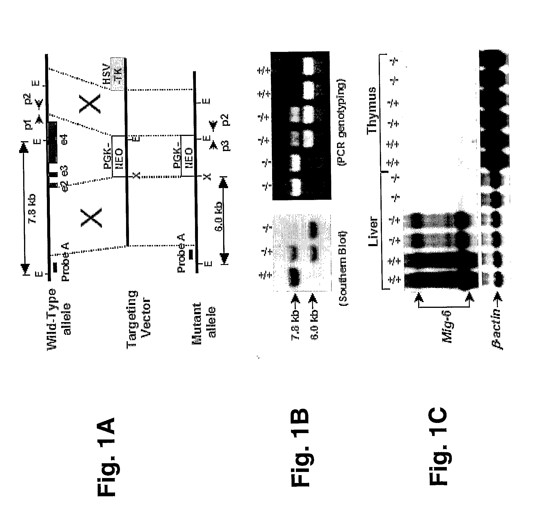 Mig-6 knockout mice and elucidation of association of mig-6 with early onset degenerative joint disease and role as a tumor suppressor