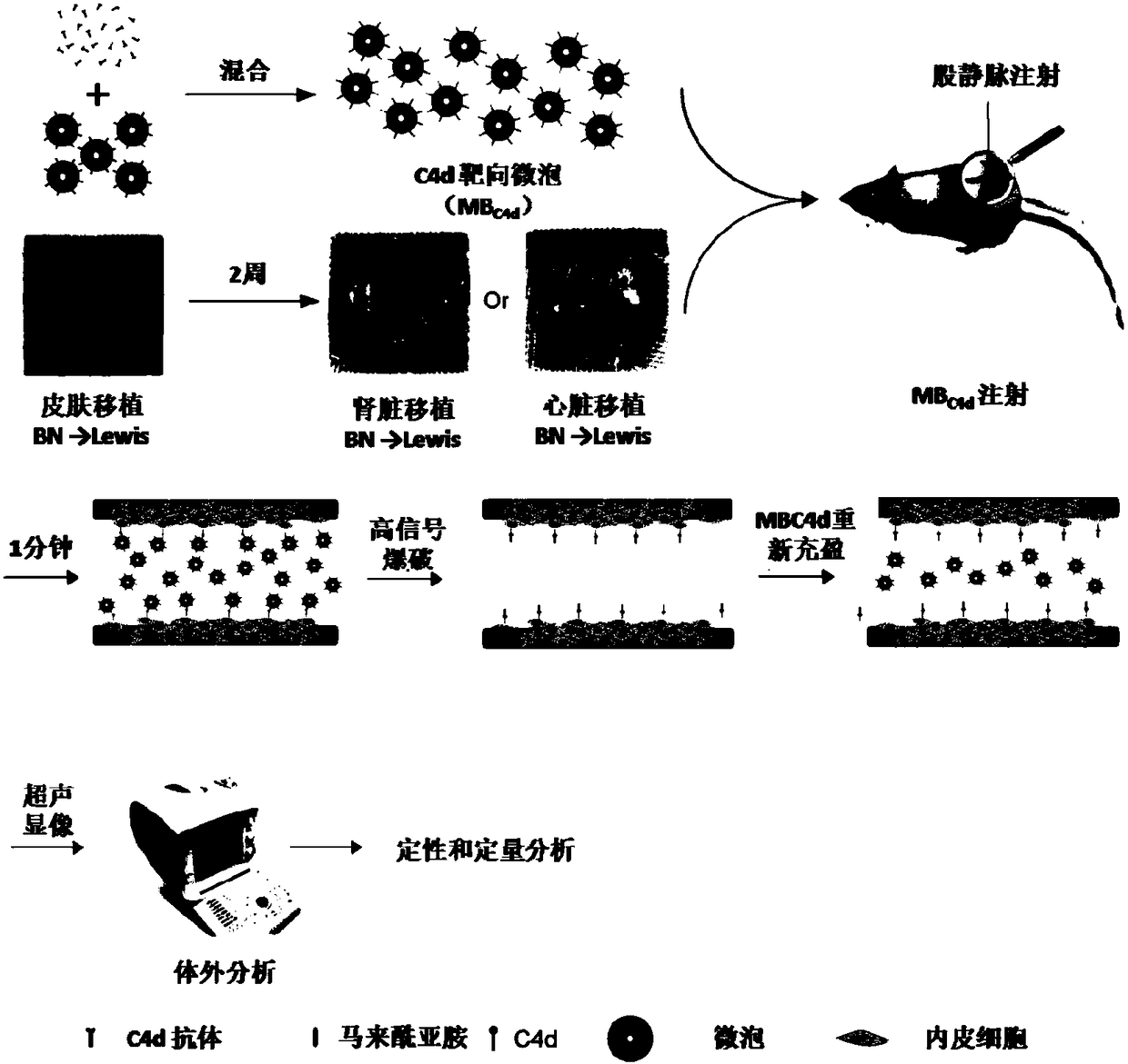 Targeting micro-bubble as well as preparation method and application thereof