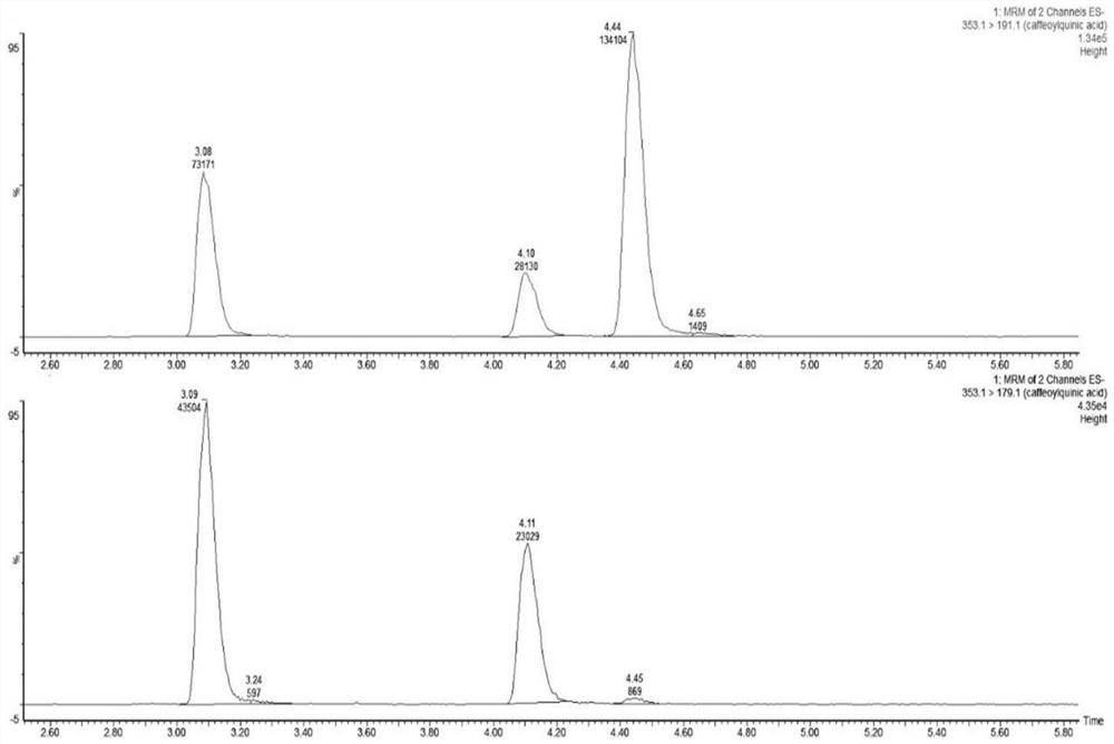 Method for detecting five chlorogenic acid substances in bilberry fruits through ultra-high performance liquid chromatography-tandem mass spectrometry